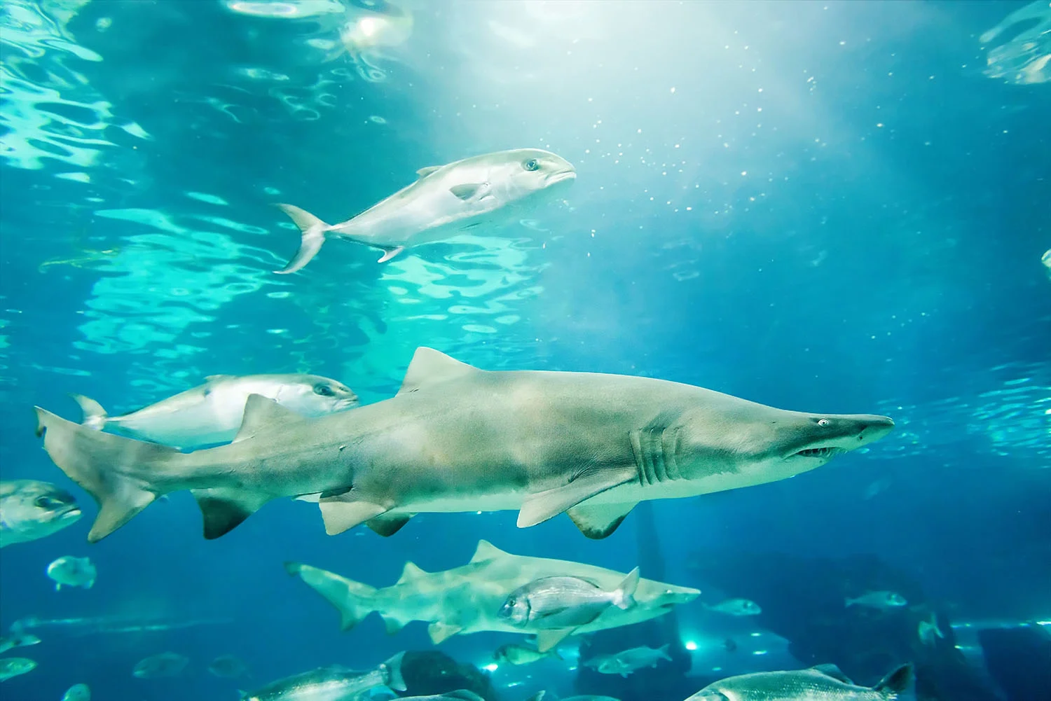 squalo all'Acquario di Cattolica