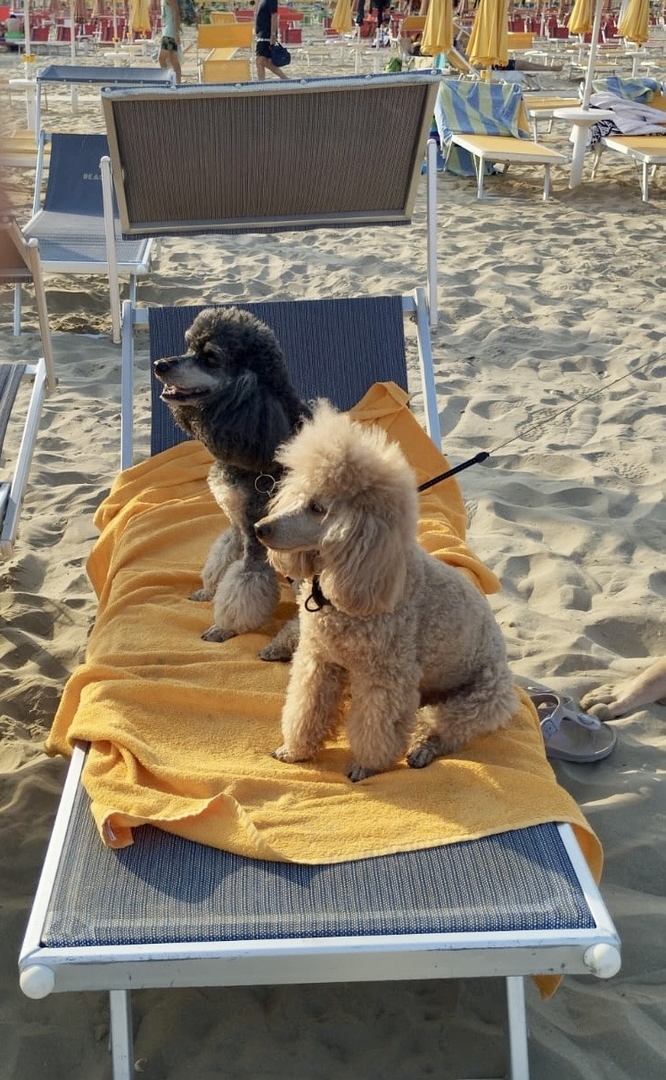 Bagno Beach 33 a Rimini