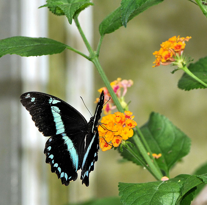 farfalla blu su un fiore