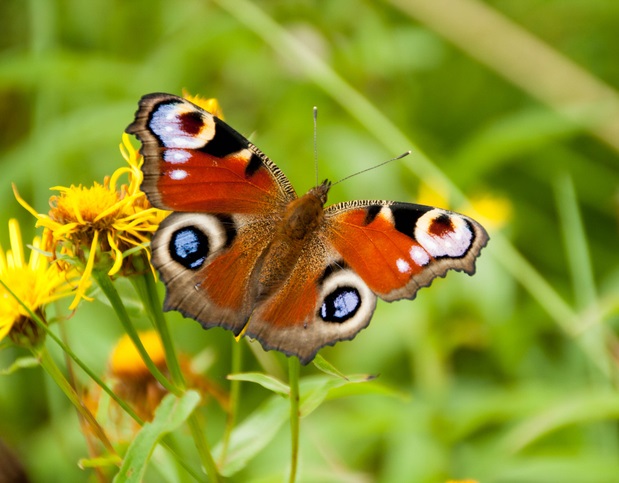 farfalla su un fiore