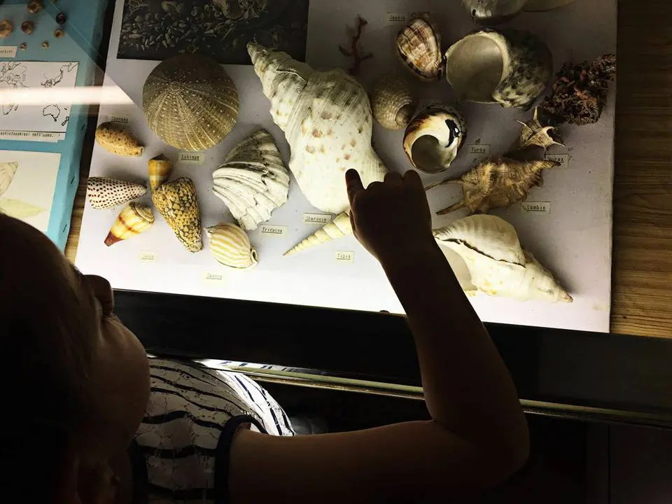 conchiglie al Museo delle Conchiglie