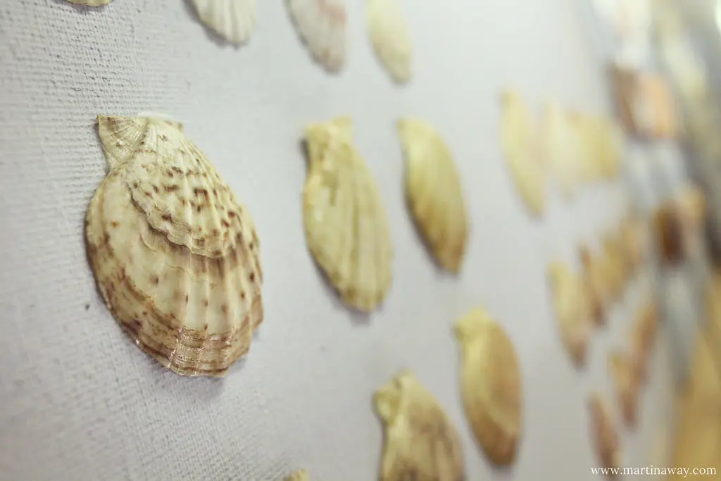 Museo delle Conchiglie