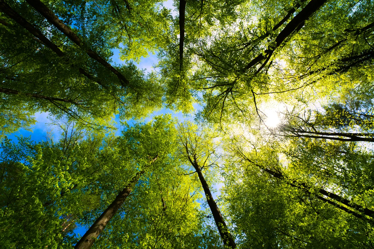 vista alberi in natura