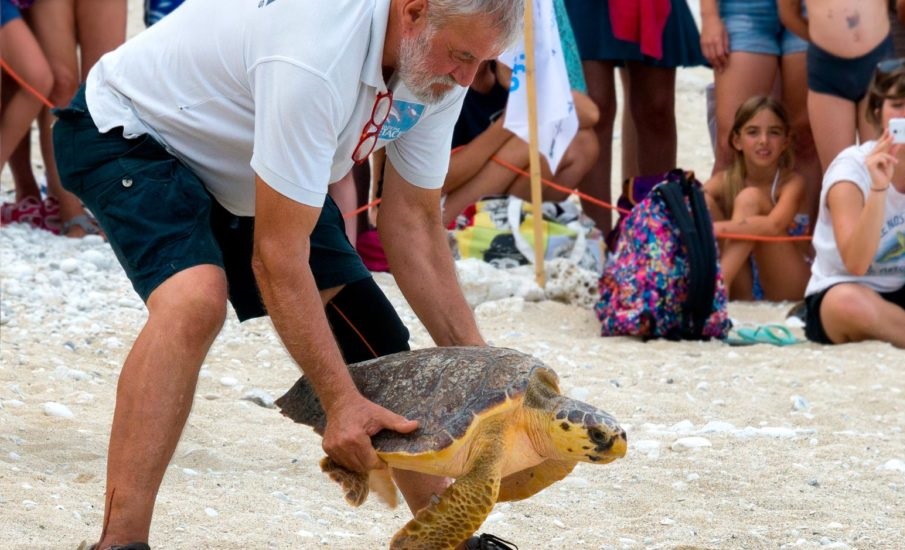 rilascio di una tartaruga marina
